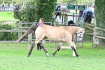 S42 - Junior Handler 9-12 Years portfolio