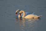 November to December 2013 - Mute Swans
