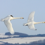 Whooper Swans