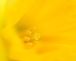 Daffodil