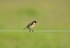 Stonechat