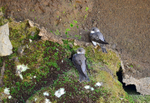 Sand Martins