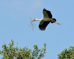 Flying Asian Openbill carrying branch, Gao Giong, Vietnam