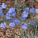Perennial flax (Linum perenne)  also blue flax 