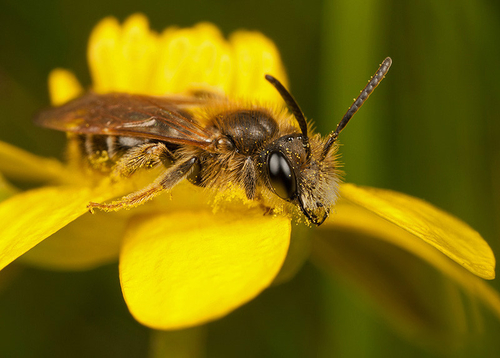 [i]Andrena chrysosceles[/i] female. Warwickshire - April 2013.