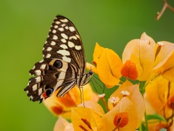 Citrus Swallowtail