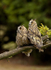 LONG EARED OWLS / REF LEO 2