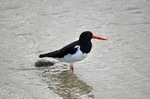 Oystercatcher