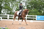 113-Ruby.Gumbley-Nova's.Golden.Dream portfolio