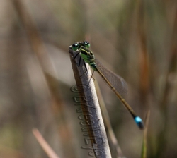 DF AnimalsCreatures 134