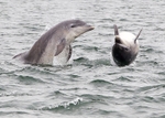 Bottlenose Dolphins portfolio