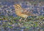Cirl Bunting 2