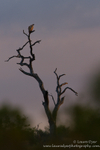 Early morning White- backed Vulture