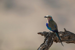Lilac-breasted Roller