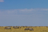 Zebra Herd 3