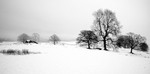 Lake District Winter Trees 29392422