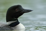 Close view of Common Loon, Minnesota, USA