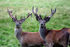 Red Deer _AN003