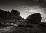 Cow and Calf