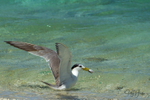 Tern with Puffer 1