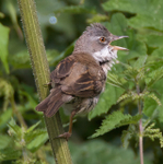 Whitethroat