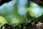 Fernshoots on old tree