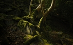 Coed Dinorwig