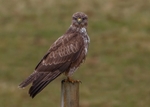 Buzzard