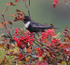 Male Ring Ouzel
