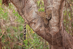 Jaguar cub resting in tree, Corixo Negro, Mato Grosso, Brazil