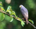 Roadside Hawk portfolio