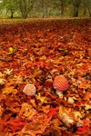 Fly Agaric 2 Vert