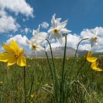 Wild Tulips (Tulipa sylvestris ssp australis) growing with Poet's Narcissus (Narcissus poeticus