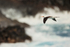 Nazca Booby flying, rough sea, Espanola, Galapagos
