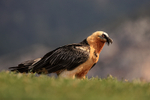 Lammergeier side profile on ground, Pre-Pyrenees, Catalonia, Spain