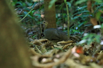 Great Tinamou portfolio