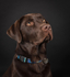 Alfie (Choc Lab) 2