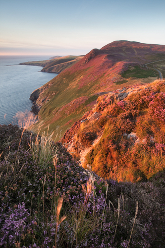 Colourful heather and the spectacular view north from the Carnanes towards the impressive mass of Cronk ny Arrey Laa,…
