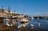 Swans at Brixham early morning