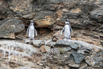 Humboldt Penguins on ledge, Chile