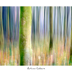 Autumn Colours