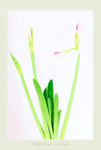 Hippeastrum 'Santiago'