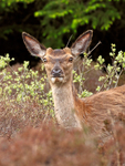 Red Deer on the Rinns of Islay
