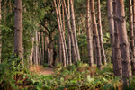 Pine Woodland
