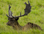 Fallow Deer ref fd 11c
