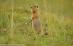 Artic ground squirrel.