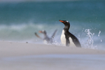 Gentoo Penguin arrival on Leopard Beach, Carcass Island, Falklands
