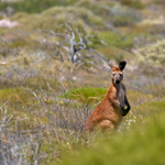 Kangaroo portfolio