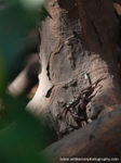 FLI009: Mangrove tree crab