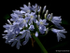 Agapanthus (03)